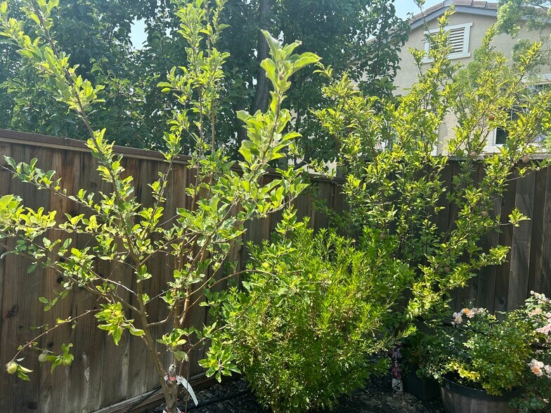 Mature Fruit Trees - 2553 McLaren Ln