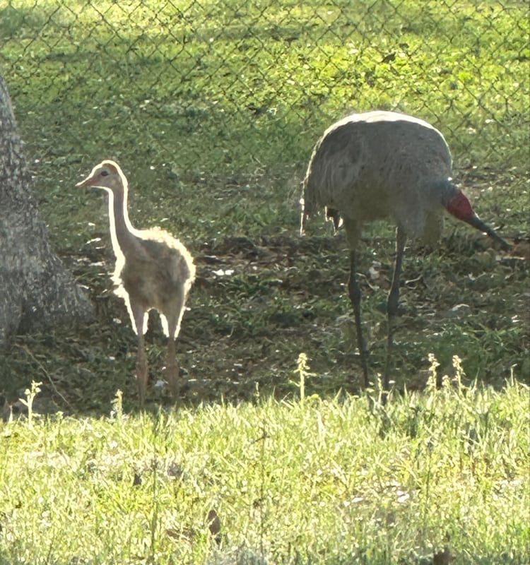 Building Photo - 2545 S Zellner Dr