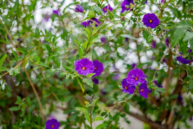 Building Photo - Furnished 3BR Glendora Home | Quiet Retreat + Parking