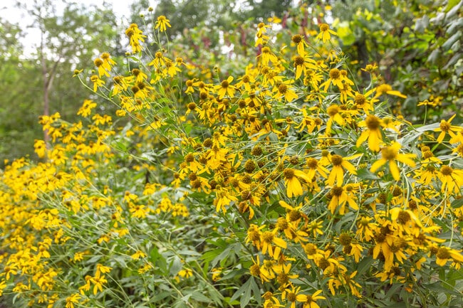 Building Photo - 510 Oakwood Ave