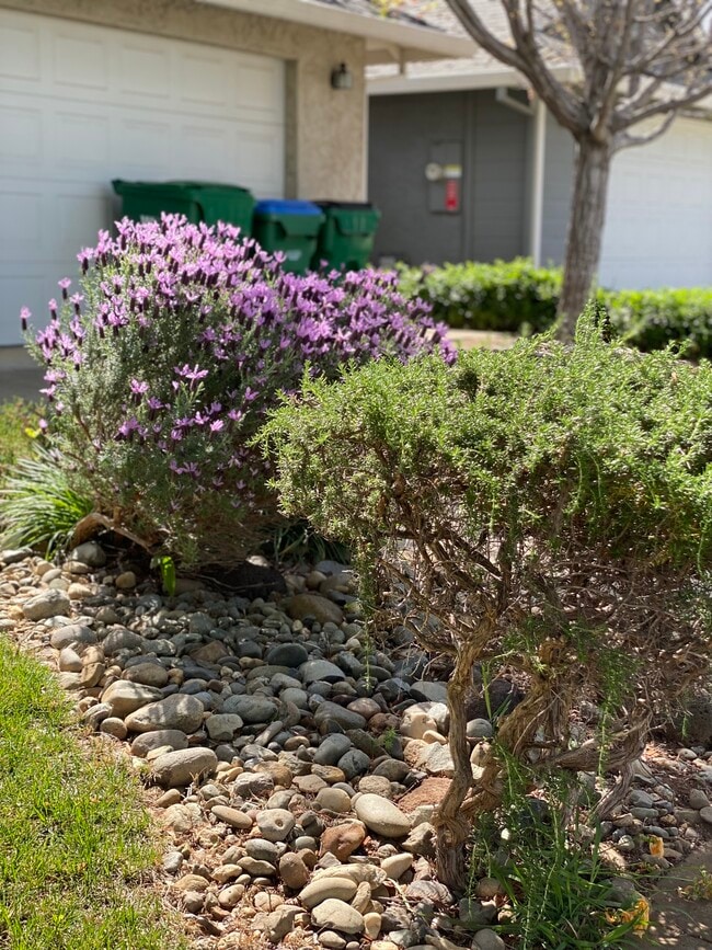 Lavender and rosemary - 2726 Duffy Dr