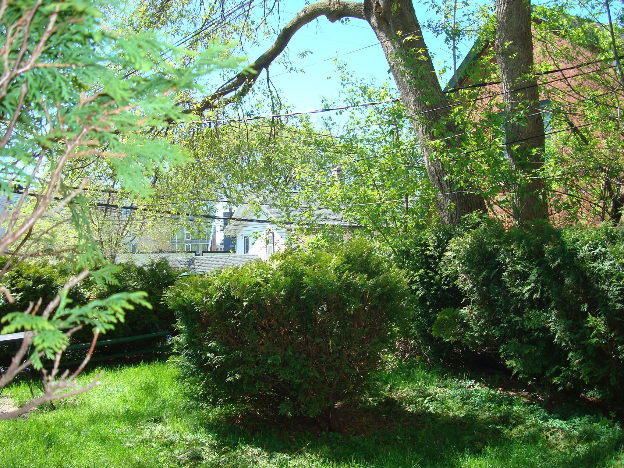 REAR YARD - 1539 N Jackson St