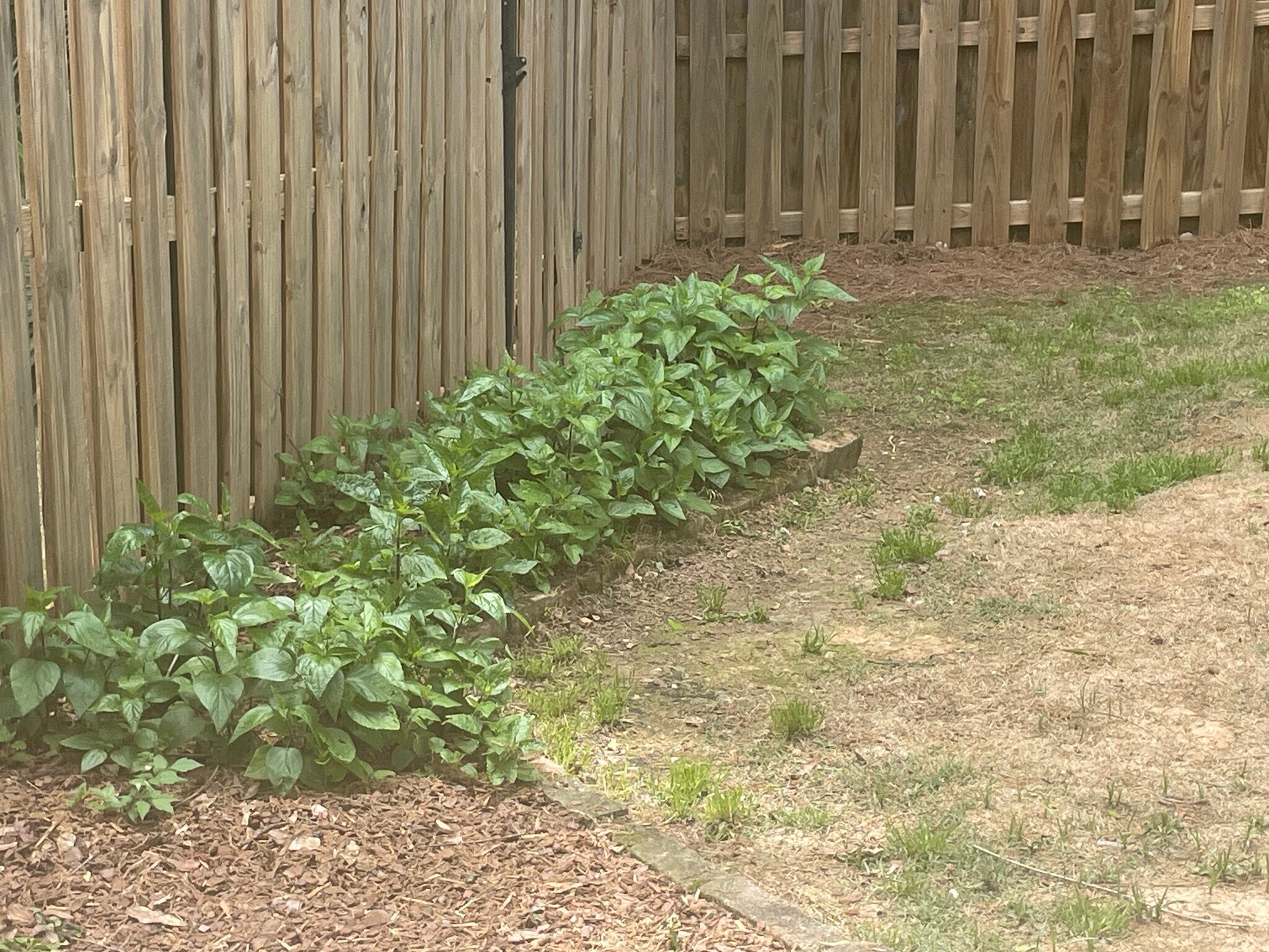 Backyard - 3947 River Pointe Ln