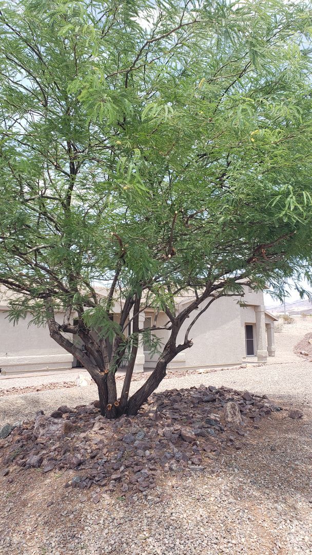 Building Photo - 1336 Vaquero Dr