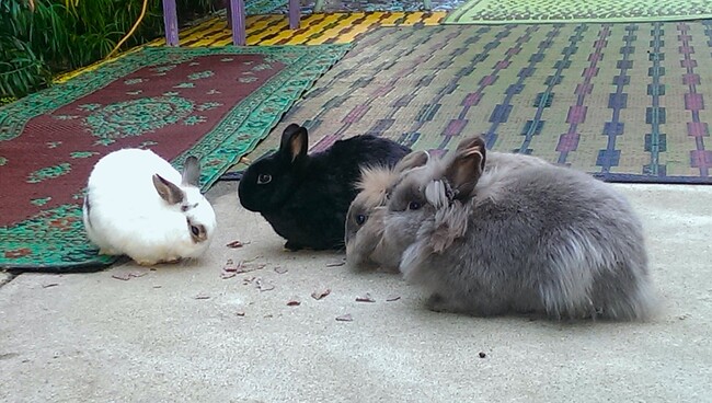 I have bunnies in the back in a private corral behind garage - 3771 Boise Ave