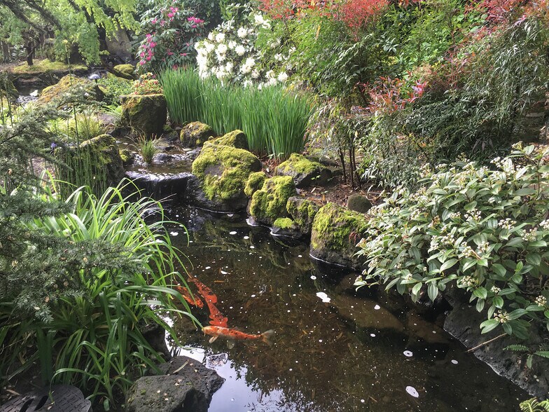 Koi pond - 1114 SE 30th Ave