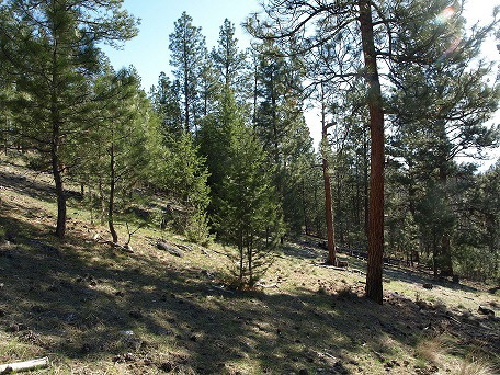 Building Photo - 1835 Mountain Meadow Ln