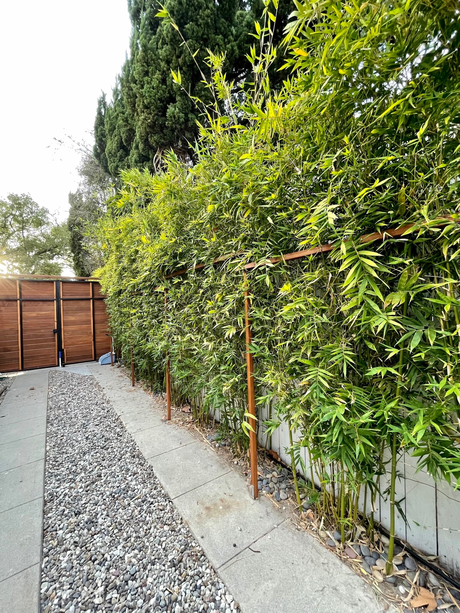 Bamboo wall - 328 N Lincoln St