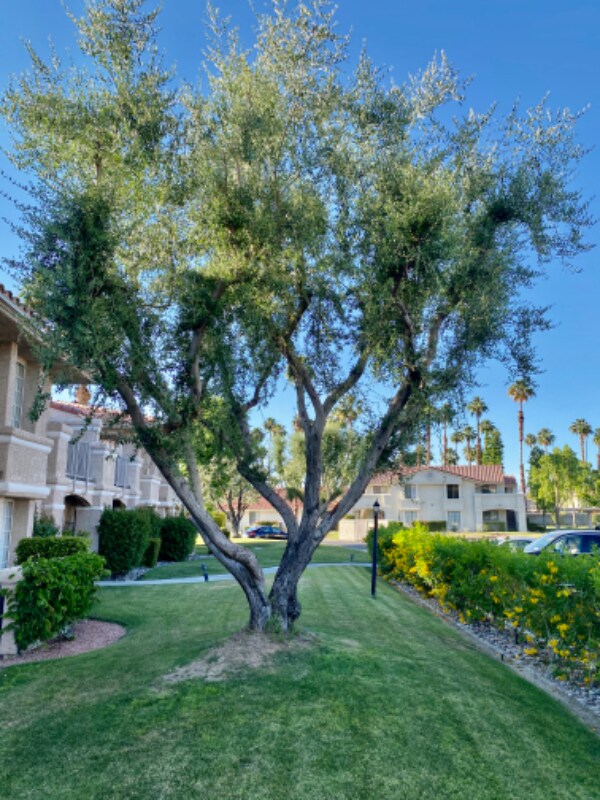 Building Photo - 4901 E Mesquite Ave