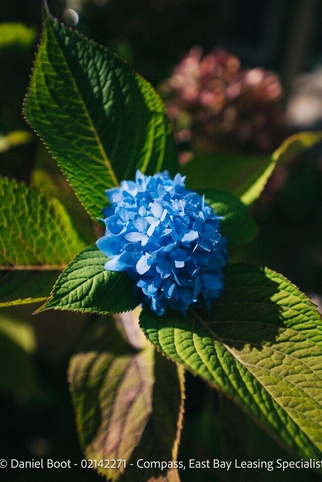 Building Photo - 2141 Ward St