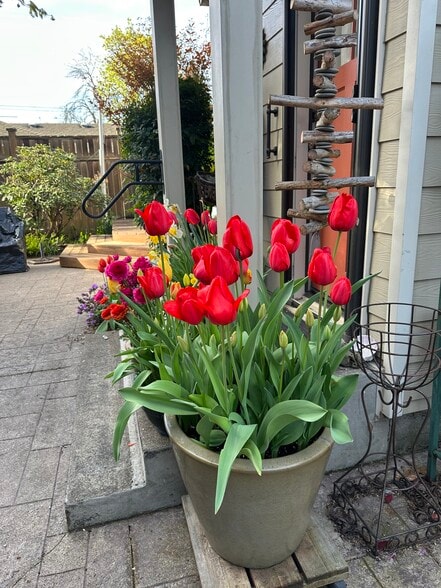The tulips were beautiful this spring! - 445 S 4th St