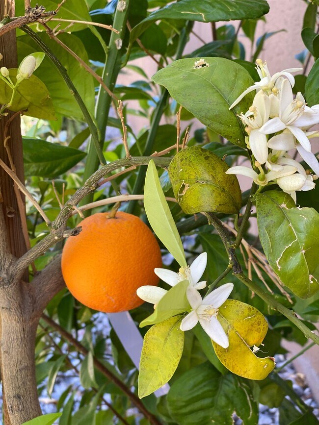 Orange tree in the backyard. - 7027 S 13th Way