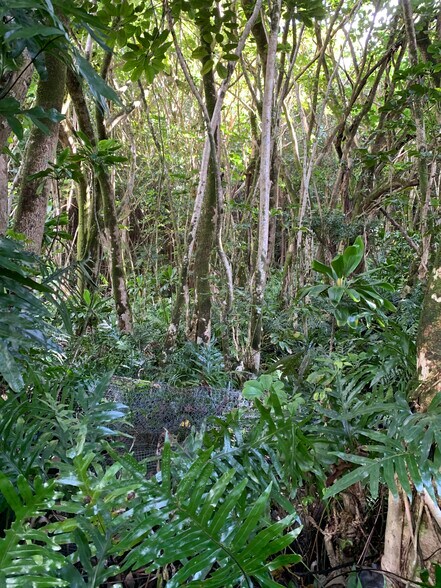 Privately owned 1 acre forest at the rear of property - 3321 Anoai Pl