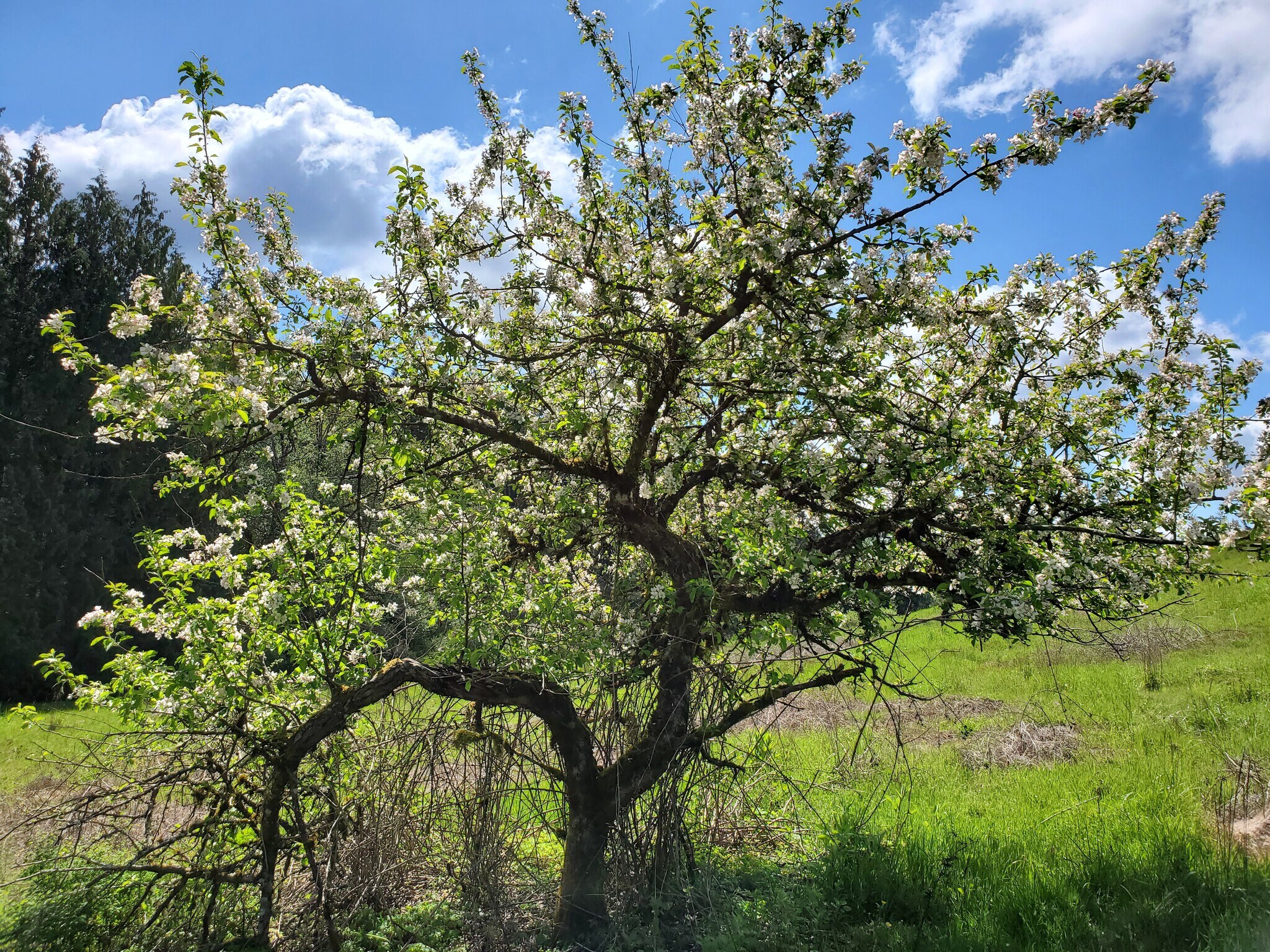 This apple tree is 90 years old and has the best apples you've ever tasted - 11839 Glenwood Rd