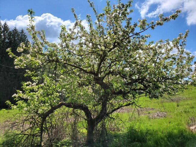 This apple tree is 90 years old and has the best apples you've ever tasted - 11839 Glenwood Rd