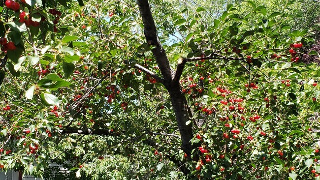 Cherry tree 7/25/22 - 1848 Alpine St