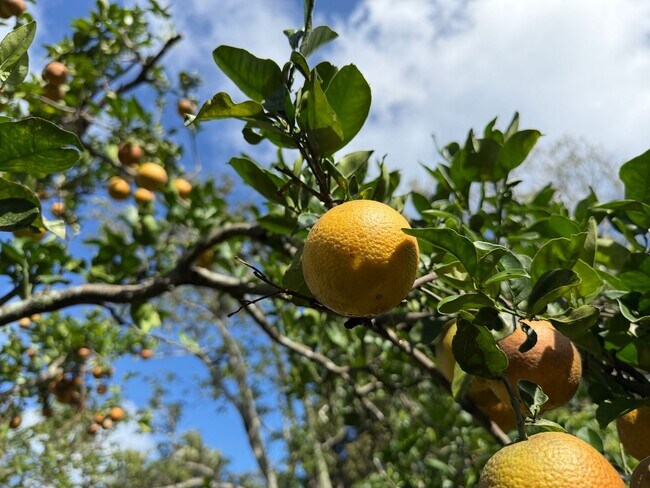 Building Photo - 465 Haiku Rd