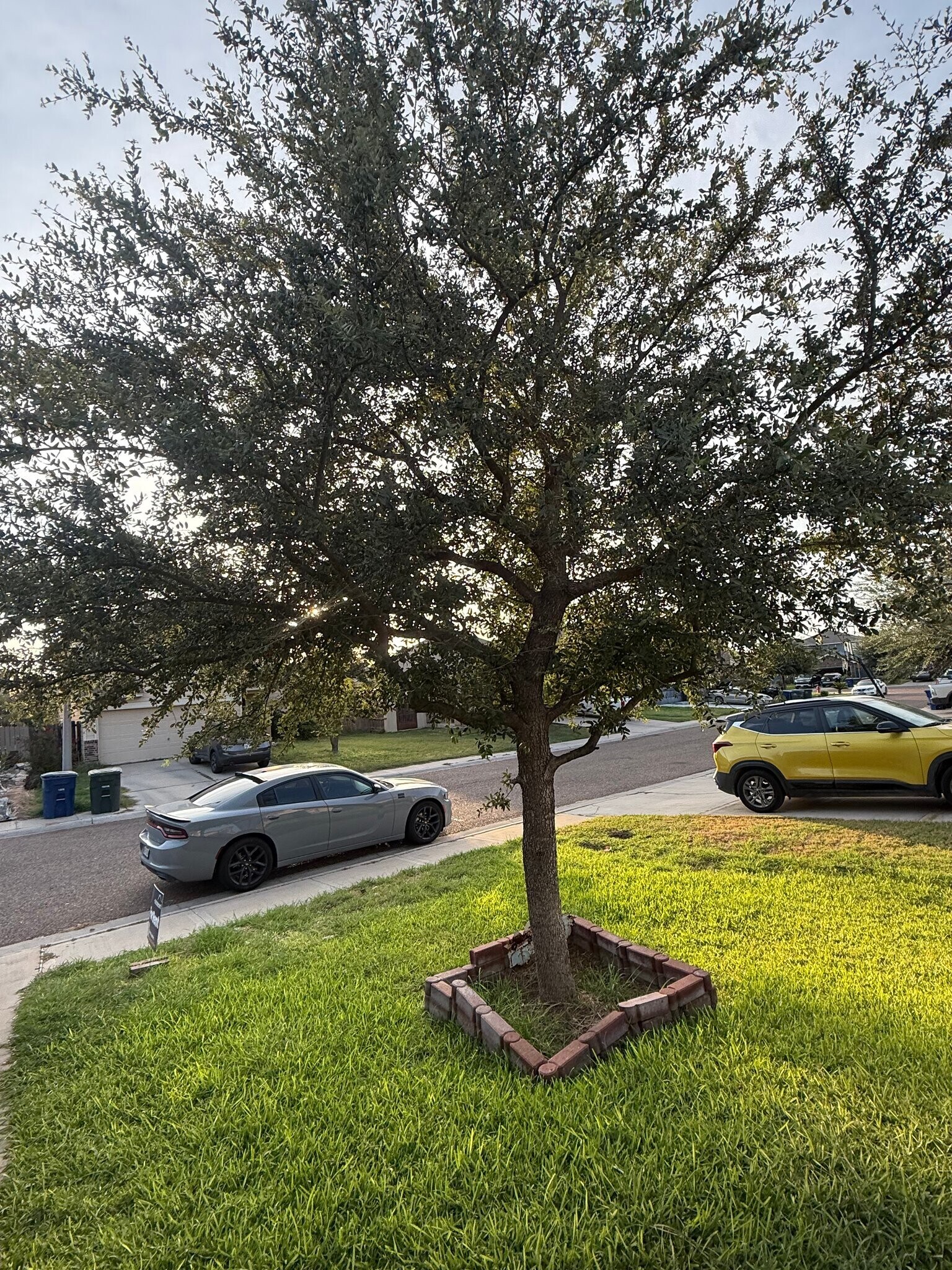 Building Photo - 409 Pargo Dr