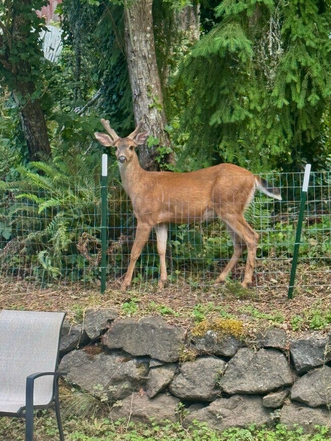 Building Photo - East Bremerton rambler with huge fenced yard...now available