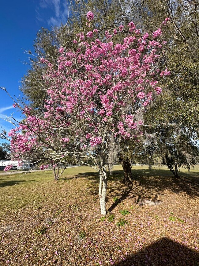 Building Photo - Beautiful home on 2.5 acres