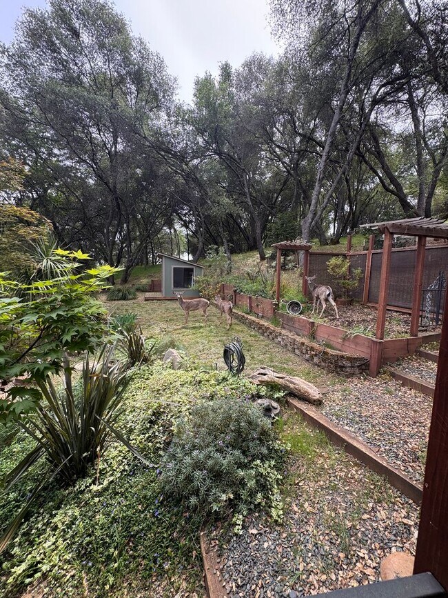 Building Photo - Luxury Lake of the Pines Living | Remodeled 4BD + Large Yard | Furnished or Unfurnished