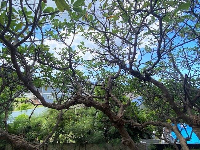 Building Photo - Breezy Fresh, Freshly Renovated 2/1 at Makaha Valley Plantation
