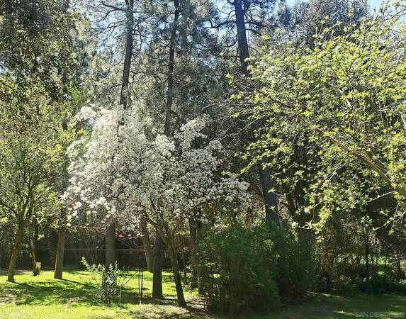 heirloom fruit tree backyard - 7627 Pine Blvd