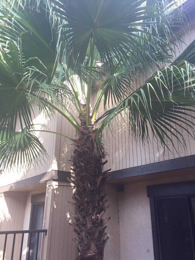 Building Photo - 7703 Las Palmas Way