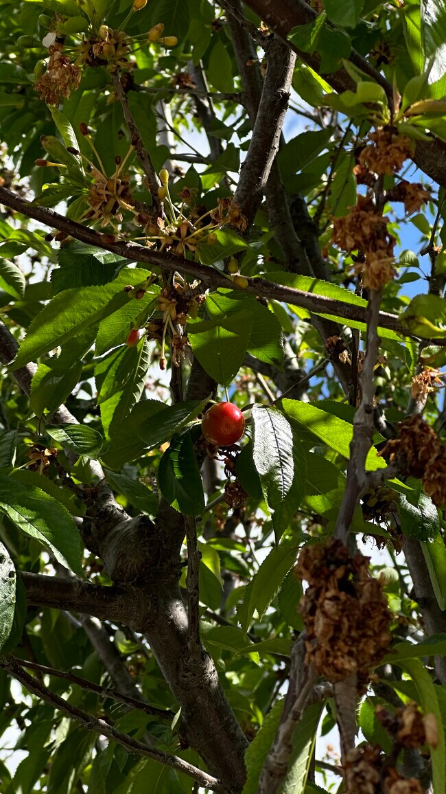 Cherries - 22544 Marlin Pl