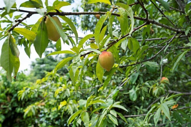 Building Photo - 3002 Brinwood Ave