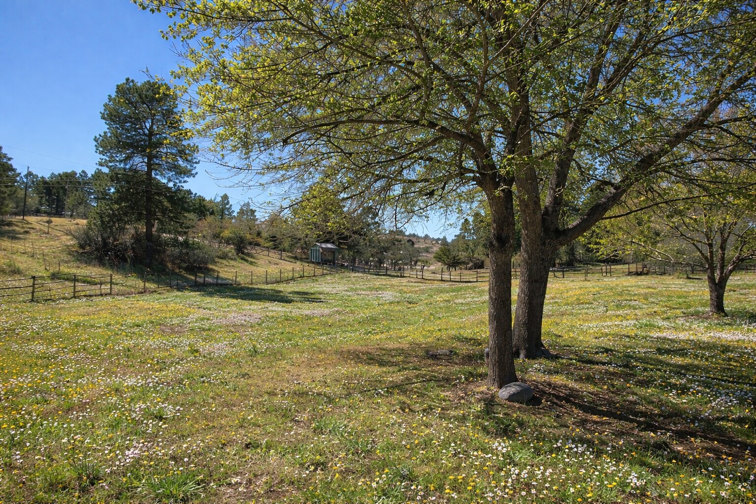 Back yard - 1290 Starling Ln