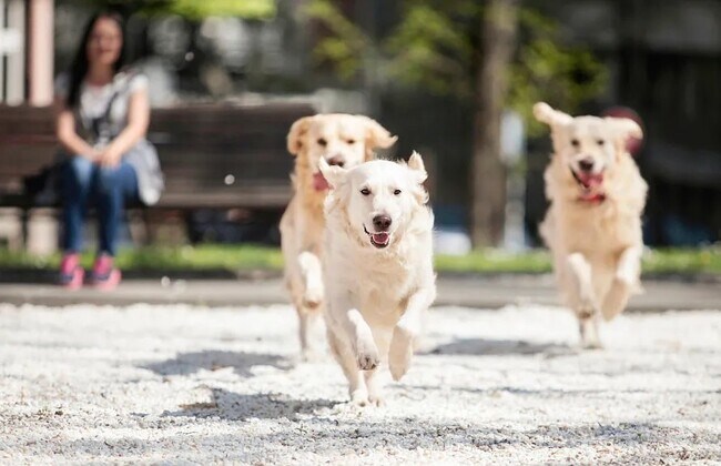 Building Photo - 1620 Tamarisk Ln