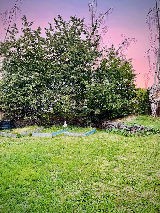 Backyard with raised beds and cherry trees - 290 NW Clay Ct