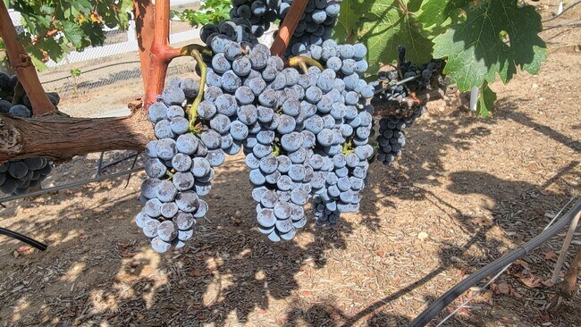 Building Photo - 23903 Trail Duster Ct