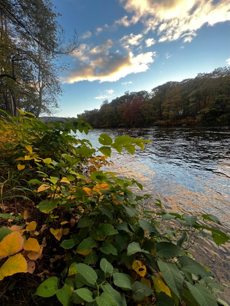 fall foliage - 104 Main St