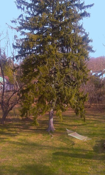 you swing while branches sway - 657 South Sumneytown Pike