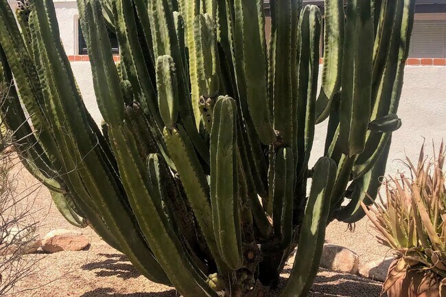 Building Photo - A true Tucson style home near the University of Arizona main campus! Must See!