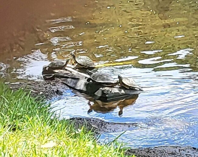 Building Photo - 237 N Hidden Tree Dr