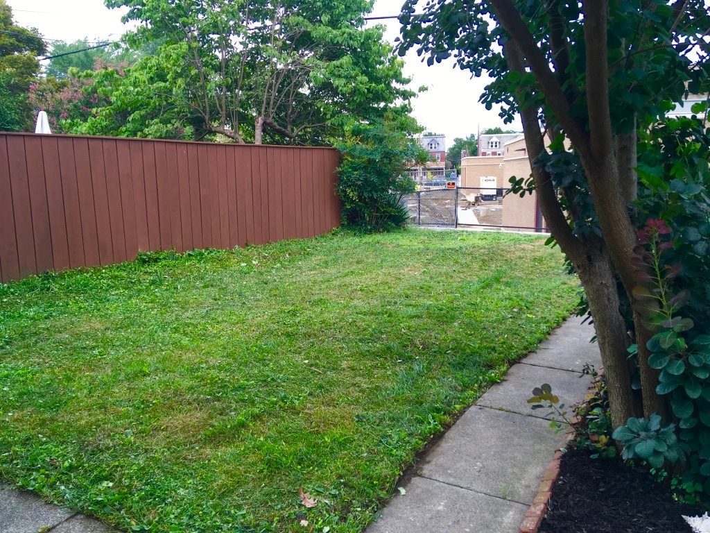 Large Backyard/gardens - 343 College Ave
