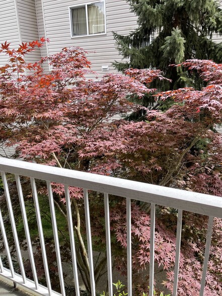 Japanese Maple on your deck! - 12329 Roosevelt Way NE