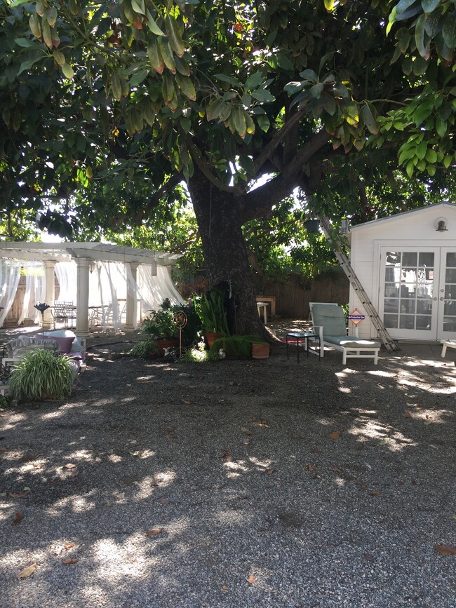 Large avocado tree shades the whole yard - 1229 N Orange Grove Ave