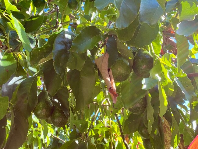 Building Photo - 630 E Kuiaha Rd