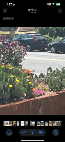 Annual Cacti and flower garden flourishing - 535 N Ainsworth St