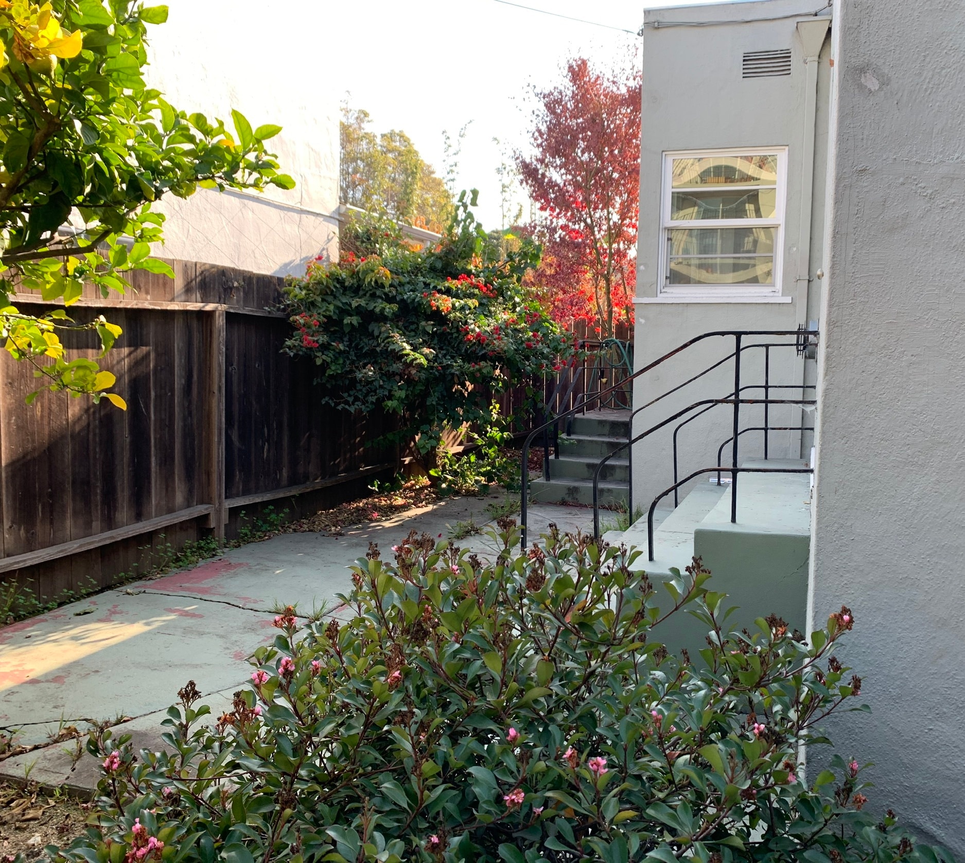 Backyard - 1903 Sacramento St