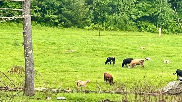 Local Farm - 103 Main St