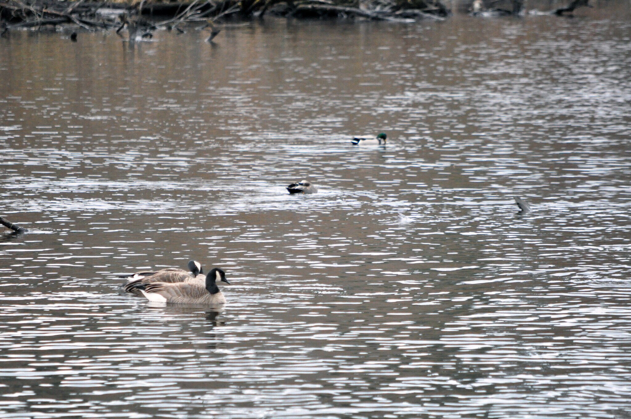 Ducks and geese on Lake Washington - 16929 Inglewood Rd NE