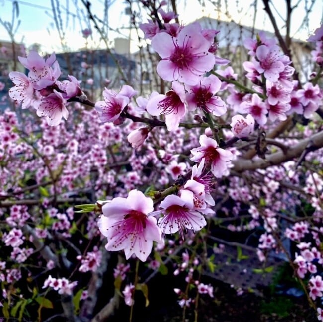 Peach blossoms - 2707 Strongs Dr