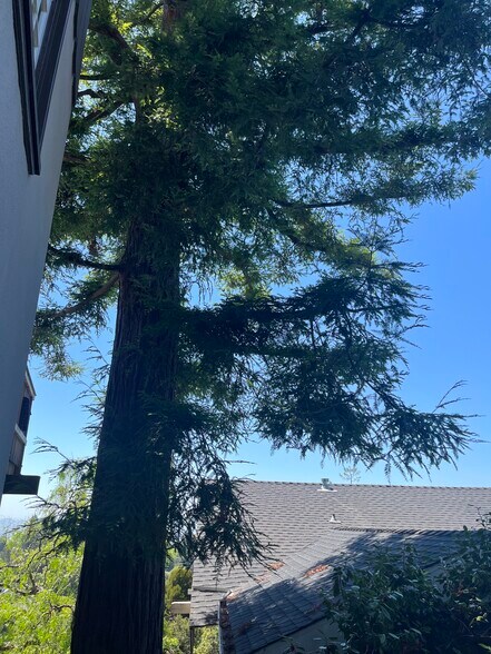 Redwood tree right next to front door - 34 Oak Ridge Rd