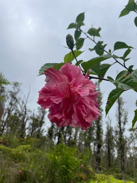 Building Photo - 11-2272-2272 Makoa Rd