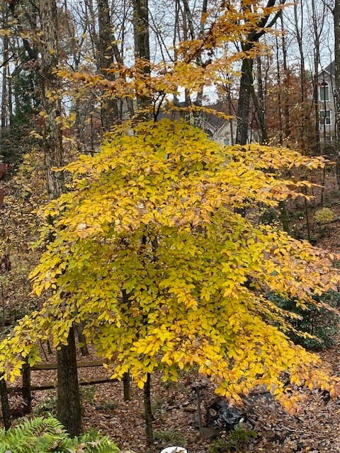 Fall color - 7006 E Hills Way